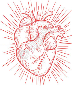 人类心脏一部分手绘静脉动脉肌肉插图身体背景图片
