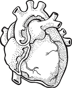 人类心脏手绘身体动脉一部分肌肉静脉插图背景图片