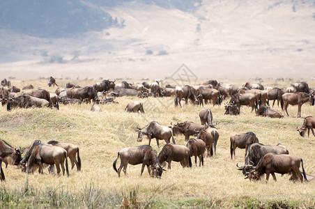 欧努恩努戈龙戈罗草原上的蓝野生动物群背景