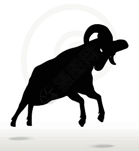 黑色上的红羊大角羊在攻击时的背影上摆姿势山羊进攻宠物草图哺乳动物荒野插图冒充阴影黑色设计图片