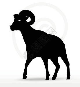 羊皮筏子大角绵羊在行走姿势中摇摆冒充阴影草图宠物哺乳动物荒野插图白色山羊黑色设计图片