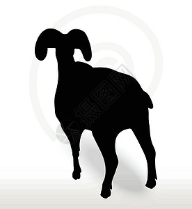 脸朝上摆着大角绵羊的脚影姿势哺乳动物山羊黑色冒充阴影插图白色宠物草图背景图片