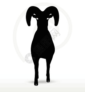 大角绵羊在行走姿势中摇摆哺乳动物冒充山羊荒野阴影白色草图宠物插图黑色背景图片