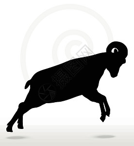 大耳羊大角羊在攻击时的背影上摆姿势攻击性哺乳动物白色荒野山羊进攻阴影宠物黑色绵羊设计图片