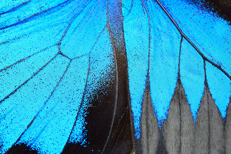 蓝色渐变蝴蝶蓝蝴蝶翅膀热带宏观漏洞生物学君主昆虫蓝色野生动物动物背景