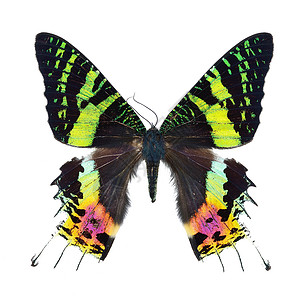 黄色隔离白上隔离的蝴蝶君主脆弱性生物学野生动物白色宏观紫色蓝色热带黄色背景