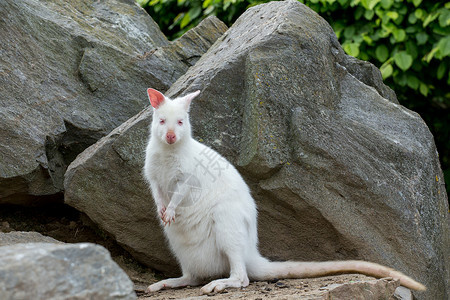 一只红颈袋鼠白色白化女性的特写哺乳动物野生动物口袋动物好奇心头发毛皮尾巴故事脖子背景