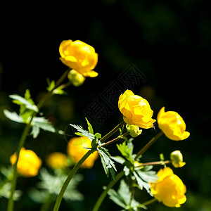 黄色花朵意大利面季节牛粪团体场地草地倾斜植物国家花园背景