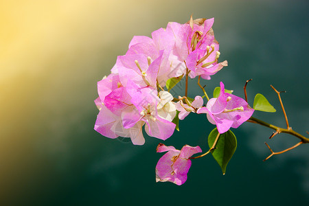 粉红色热带花花兰花艺术活动叶子粉色植物绿色庆祝背景图片