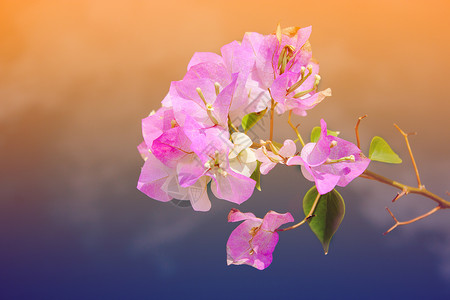 粉红色热带花花植物叶子粉色活动庆祝兰花艺术绿色背景图片
