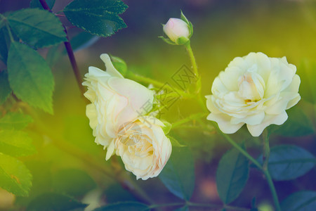 美丽的白玫瑰白色花瓣玫瑰植物背景图片