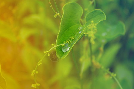 叶子上下水滴植物学生长雨滴静脉草地环境绿色树叶背景图片