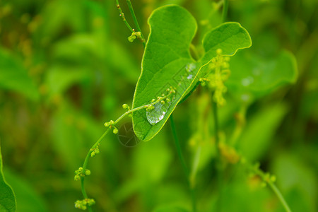 叶子上下水滴雨滴草地生长静脉树叶植物学环境绿色背景图片