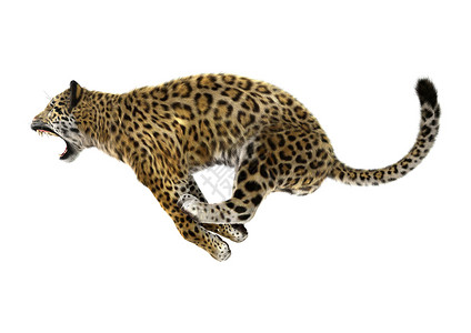 捷豹美洲虎猫科毛皮危险哺乳动物食肉动物白色濒危野生动物荒野背景