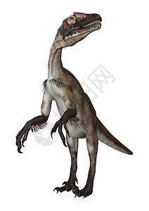 乌塔拉托尔生物动物捕食者危险怪物食肉荒野恐龙白色背景图片