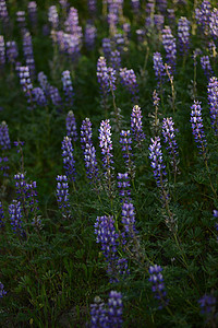 乳花花草地荒野植物紫色植物群花园蓝色场地背景图片
