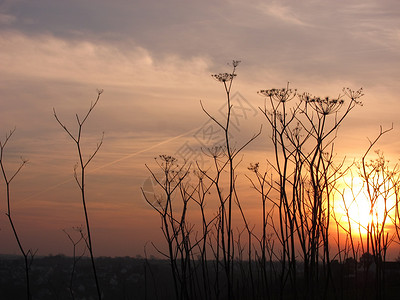 野花沿海日落生态植物绳索背景图片