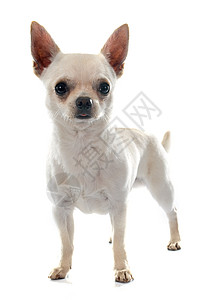 吉娃娃图片吉瓦华人宠物小狗男性工作室动物白色背景