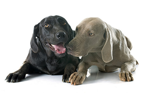 拉布拉多检索器和 Weimaraner宠物威马猎狗灰色女性动物成人黑色工作室指针背景图片