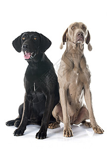 拉布拉多检索器和 Weimaraner动物猎狗灰色黑色指针成人女性威马宠物工作室背景图片