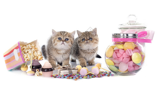 百塞小猫动物甜点工作室生日糖果食物宠物棉花猫科棕色背景图片