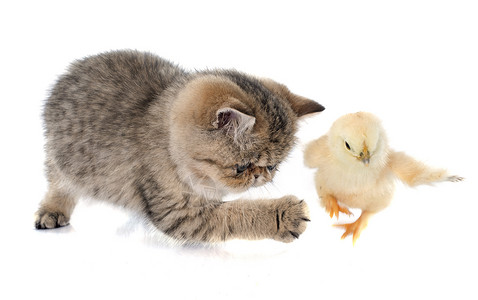 百塞小猫和小鸡猎物工作室猫科打猎宠物动物棕色背景图片