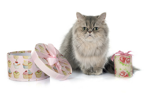 百日猫猫科工作室工艺动物盒子小猫宠物灰色背景图片