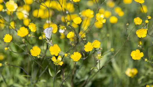 蝴蝶在黄油花上植物群翅膀金发绿色乌鸦植物姑娘黄色植物学背景