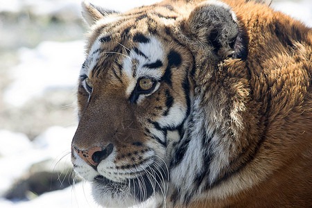 老虎大猫野生西伯利亚虎动物野生动物食肉大猫哺乳动物简介雪地捕食者老虎背景