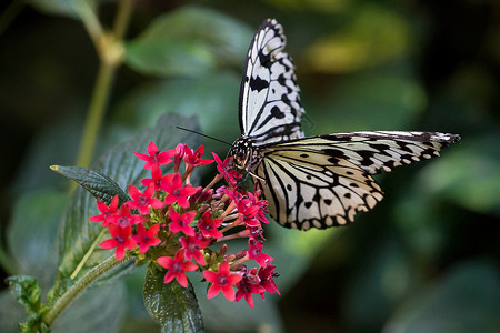 春季花园蝴蝶黑与白水族馆背景图片