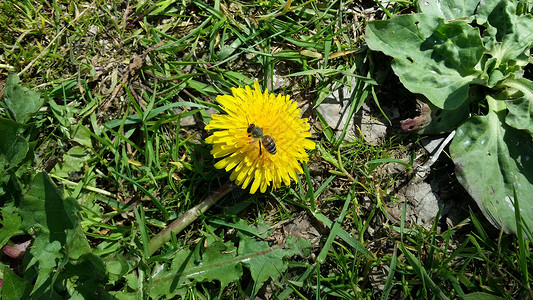 蜜蜂在花朵上昆虫背景图片