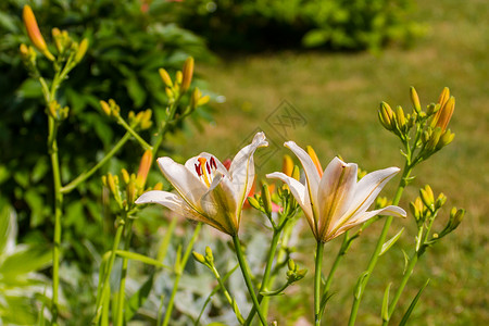 百合花白色花园植物植物群植物学花朵绿色背景图片