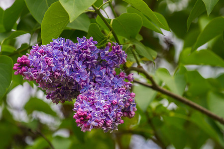 百合花开花蓝色艺术紫色墙纸季节花园绿色植物城市背景图片