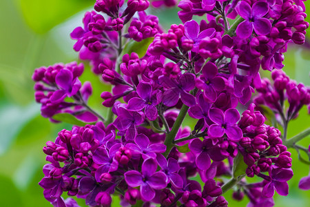 百合花开花绿色植物蓝色花园城市季节艺术紫色墙纸背景图片