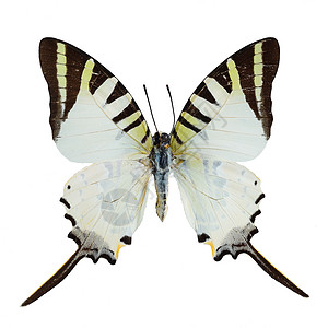 翅膀素材白色五巴剑尾蝴蝶背景