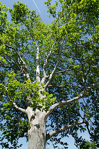 锡卡美树灰色叶子绿色蓝色植物群天空植物树叶背景图片