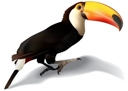 热带鸟Toucan 土干插图异国雨林情调丛林合作热带野生动物动物园动物插画