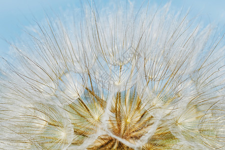 Dandelion 密闭种子宏观背景图片