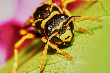 黄蜂坐在叶子上翅膀黄色宏观荒野昆虫危险盘子条纹花园黑色背景图片