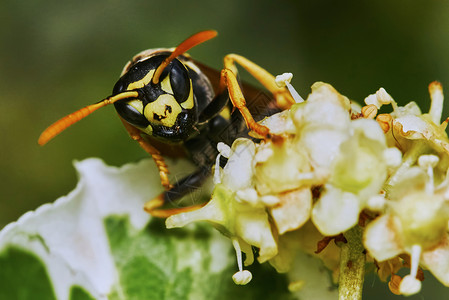 蜂鸣在花树上昆虫危险荒野翅膀黄色宏观条纹花园黑色盘子背景图片