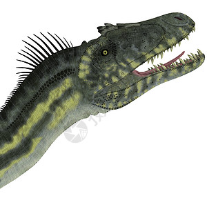 顶级掠食者恐龙头爬虫插图脊椎动物蜥蜴恐龙灭绝牙齿爪子动物古生物学背景