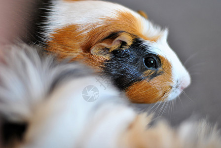 几内亚猪豚鼠哺乳动物宠物毛皮背景图片
