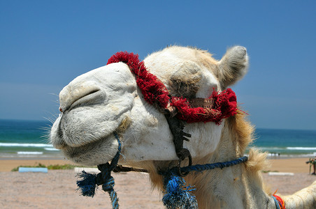 骆驼脸白色海滩单峰动物背景图片