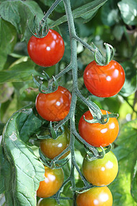 番茄生活食物背景图片