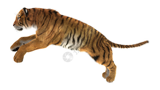 白色老虎老虎哺乳动物猎人橙子捕食者丛林野猫猫科动物危险野生动物食肉背景