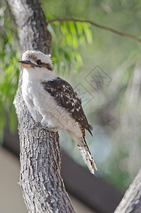 柏青Kookaburra( 库卡布罗拉)背景图片