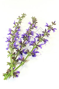 草草树舍园林丹参草甸花园植物群智者蓝色植物学植物紫色背景图片