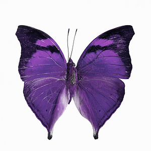 白色上孤立的花丽蝴蝶黑色翅膀紫色动物昆虫艺术野生动物背景图片