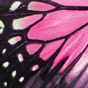 粉红蝴蝶翅膀宏观昆虫粉色君主背景图片