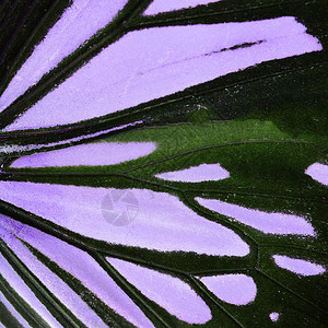 紫蝴蝶翅膀野生动物紫色热带昆虫动物宏观背景图片